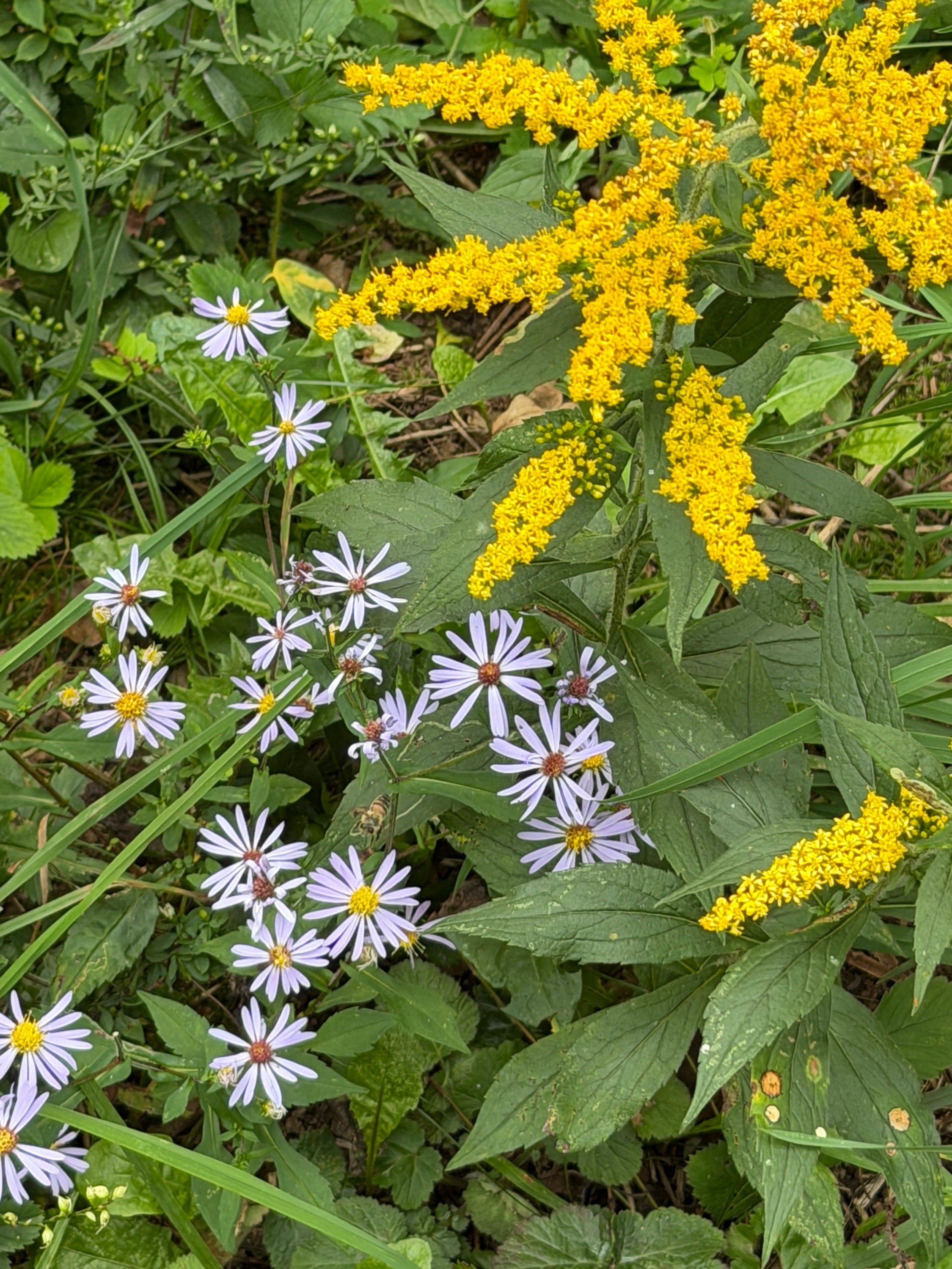 China Aster Seeds