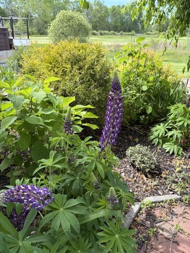 Lupines