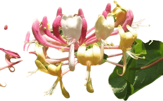 Beach honeysuckles