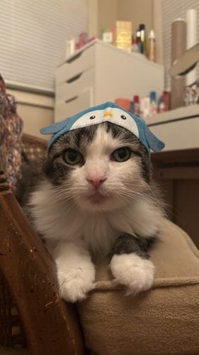 Having my cat wear a hat.