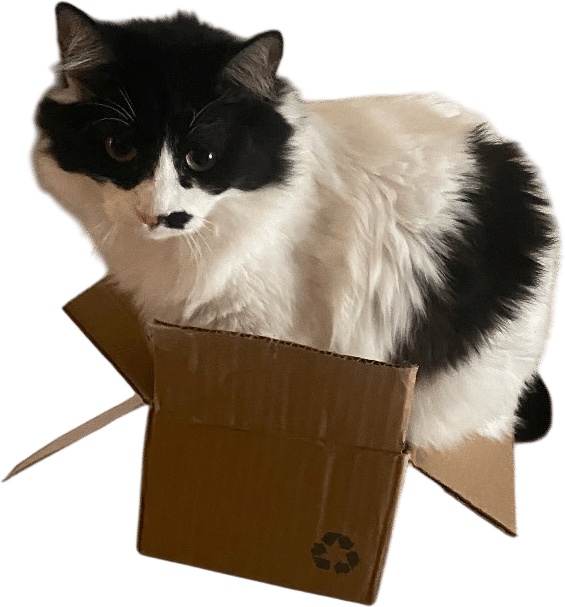 My cat