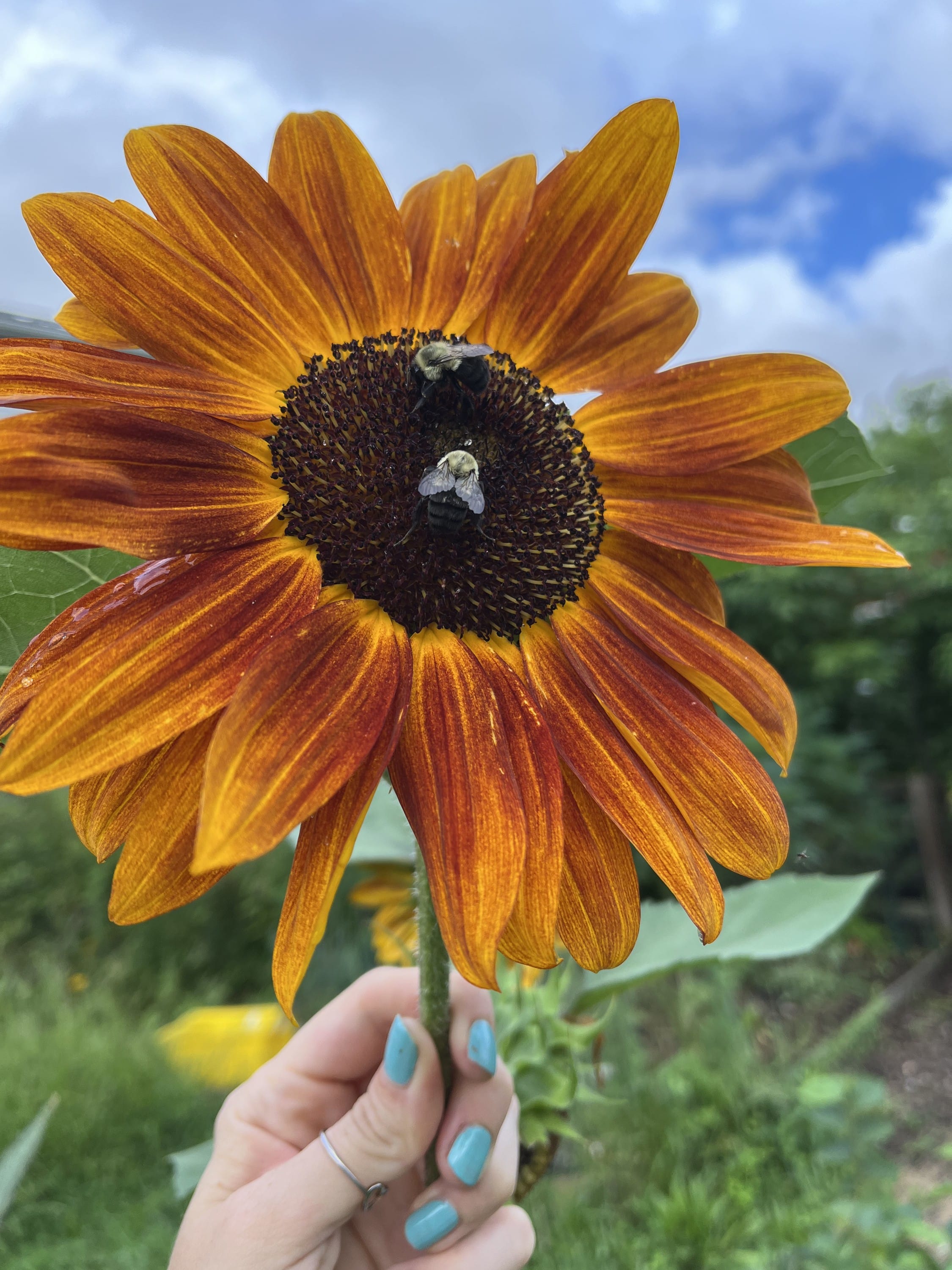 Planting sunflowers 🌻