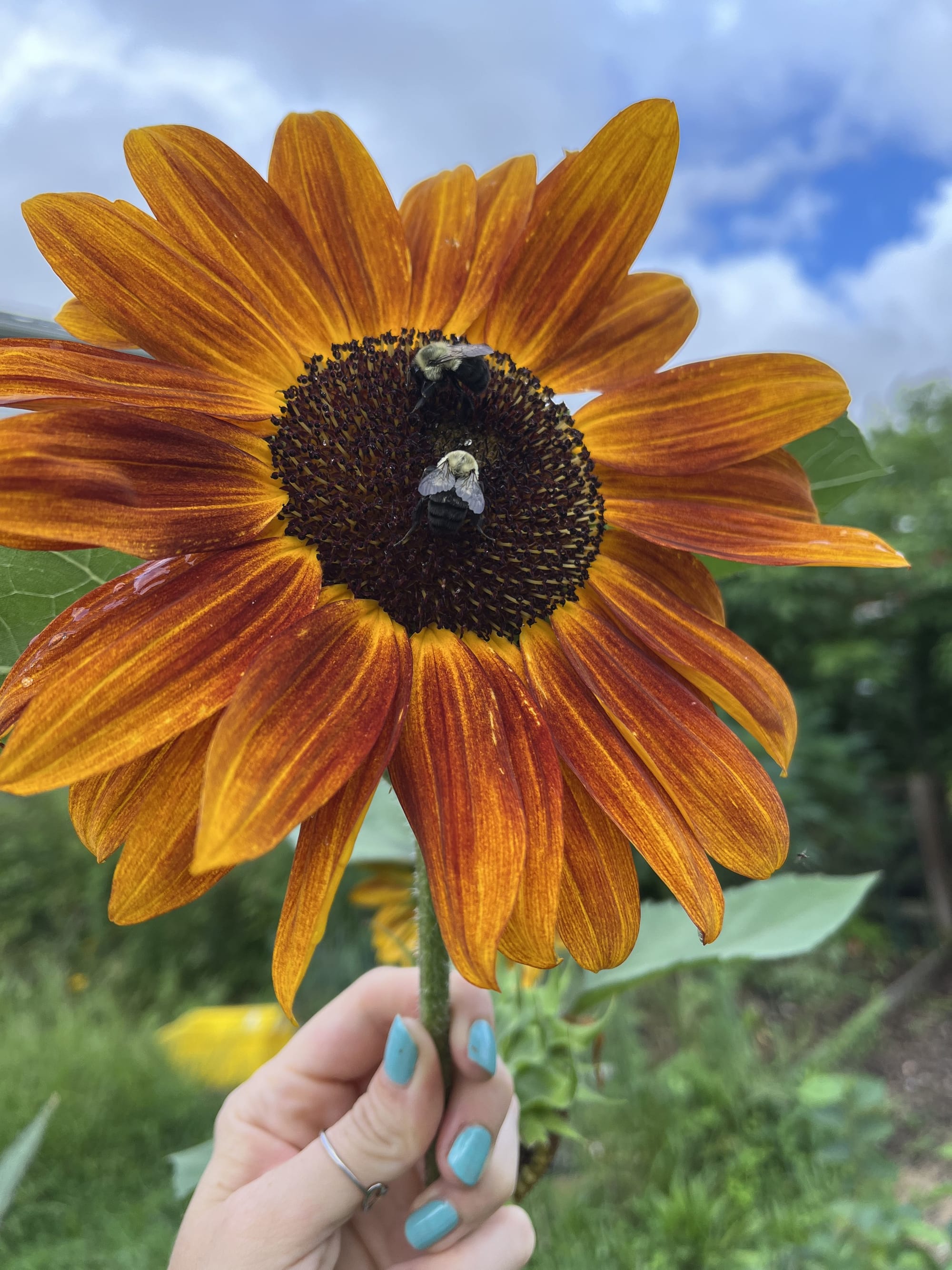 Planting Sunflowers Starter Pack