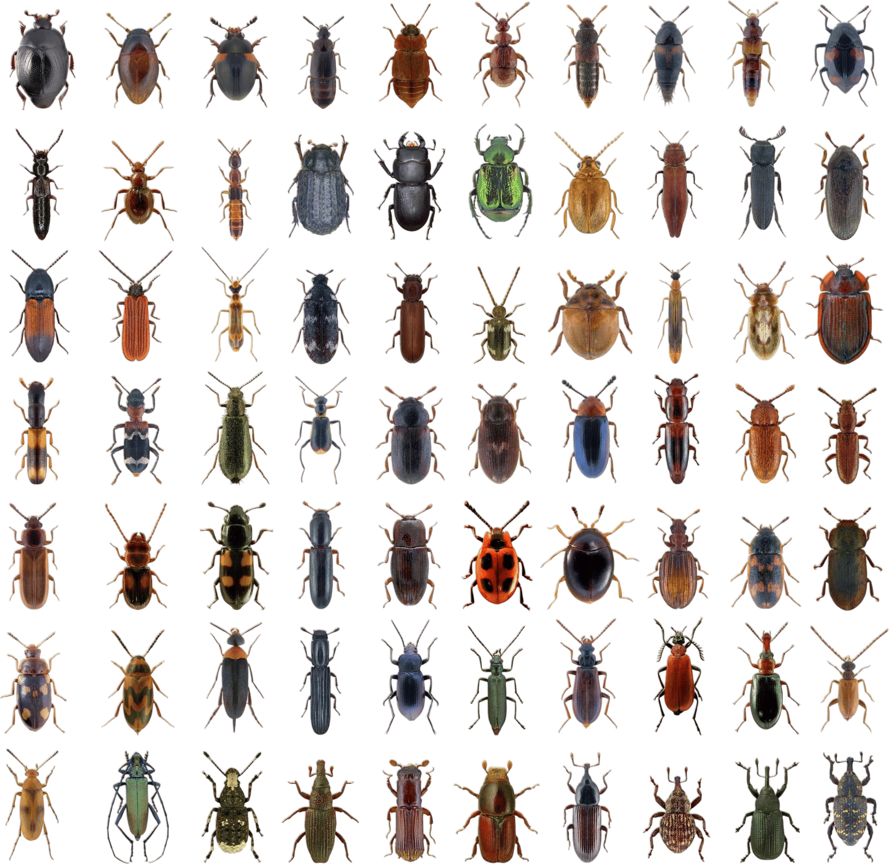 Awesome blog on insects