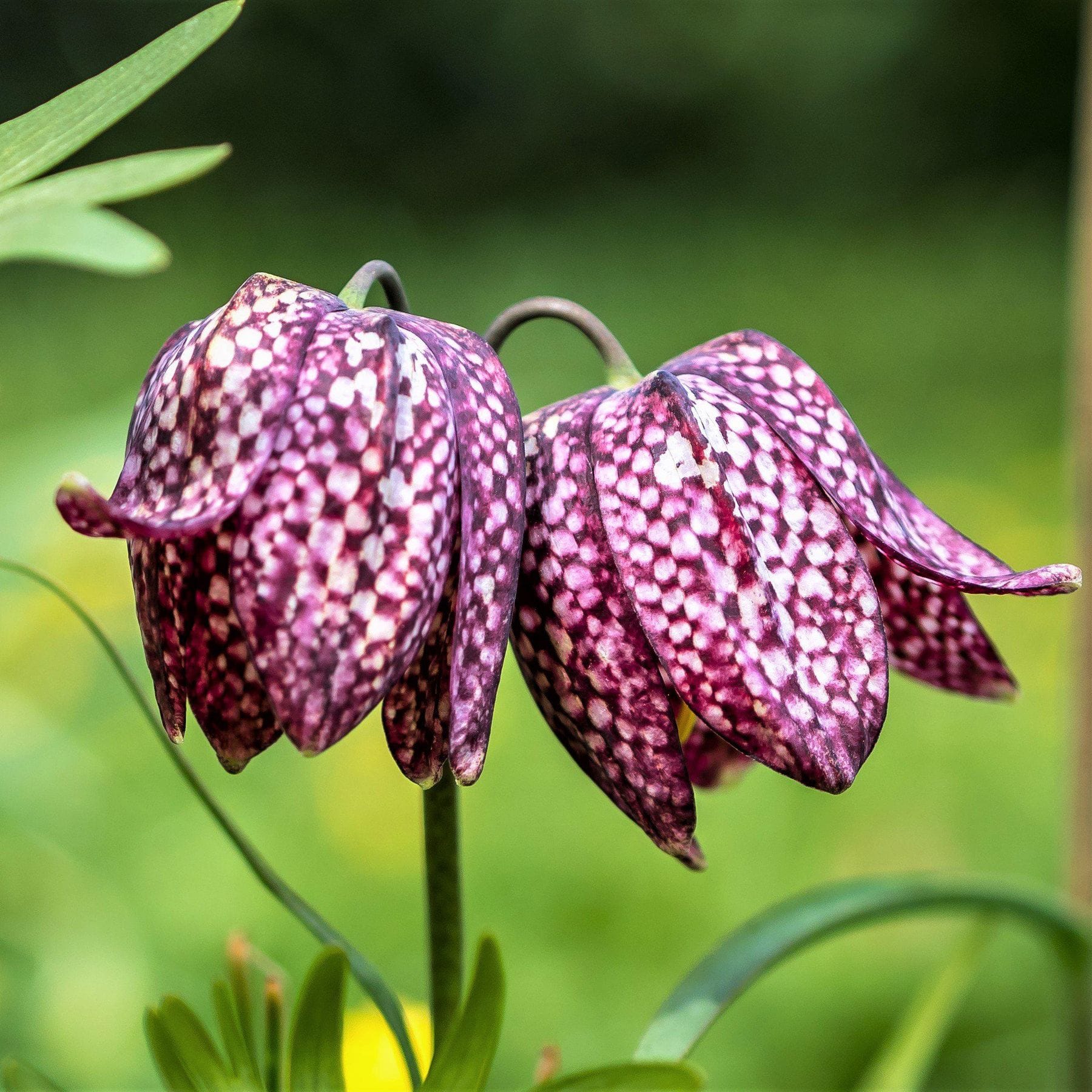 Fritillaria Meleagris