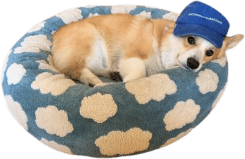 Corgi