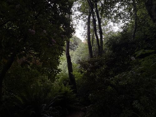 Post-work forest time this summer.