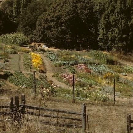 Occidental Arts & Ecology Center Mother Garden Nursery