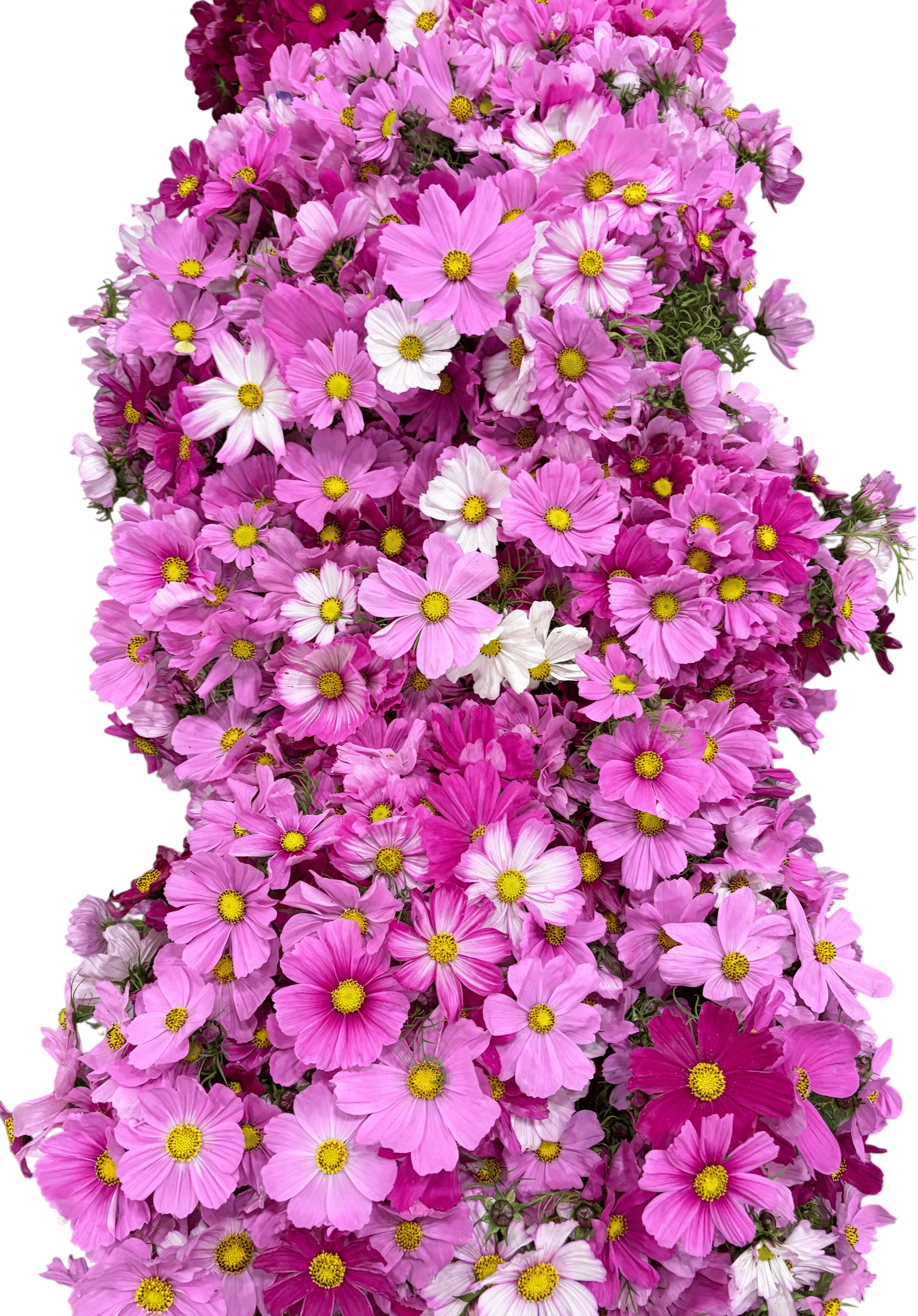 Bouquet of flowers