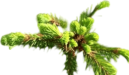 Frasier Fir® Green Glass Candle