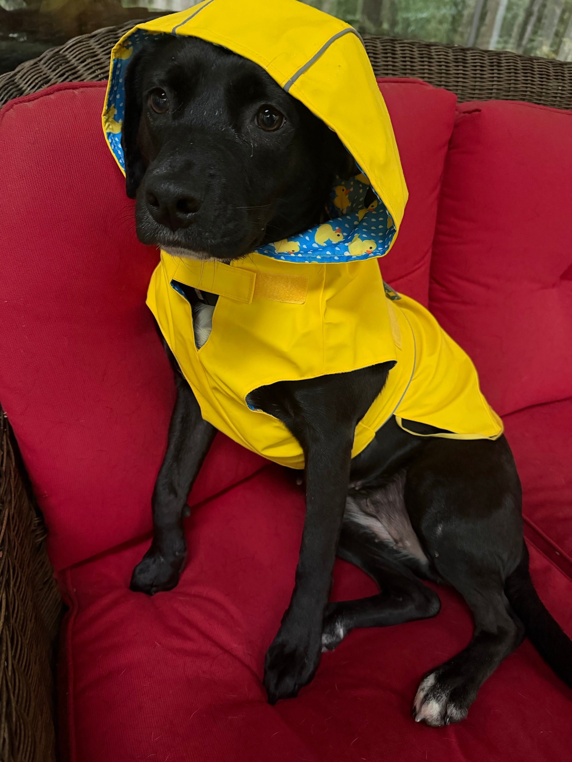 My dog! In her raincoat! (!!!!)