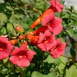 Trumpet Vine