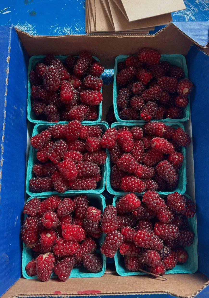 Swanton Berry Farm