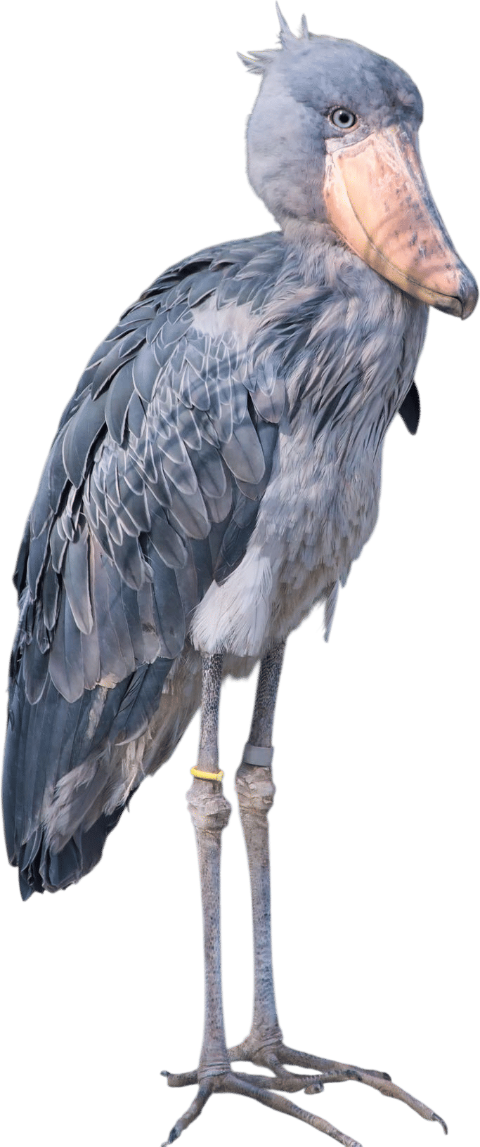 Shoebill Stork