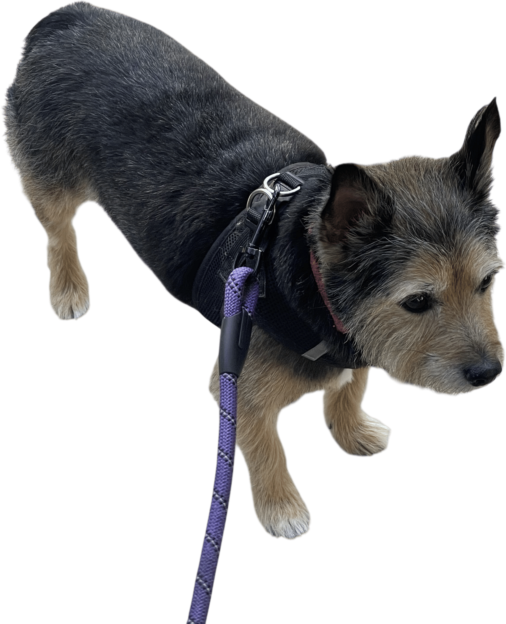 My dog