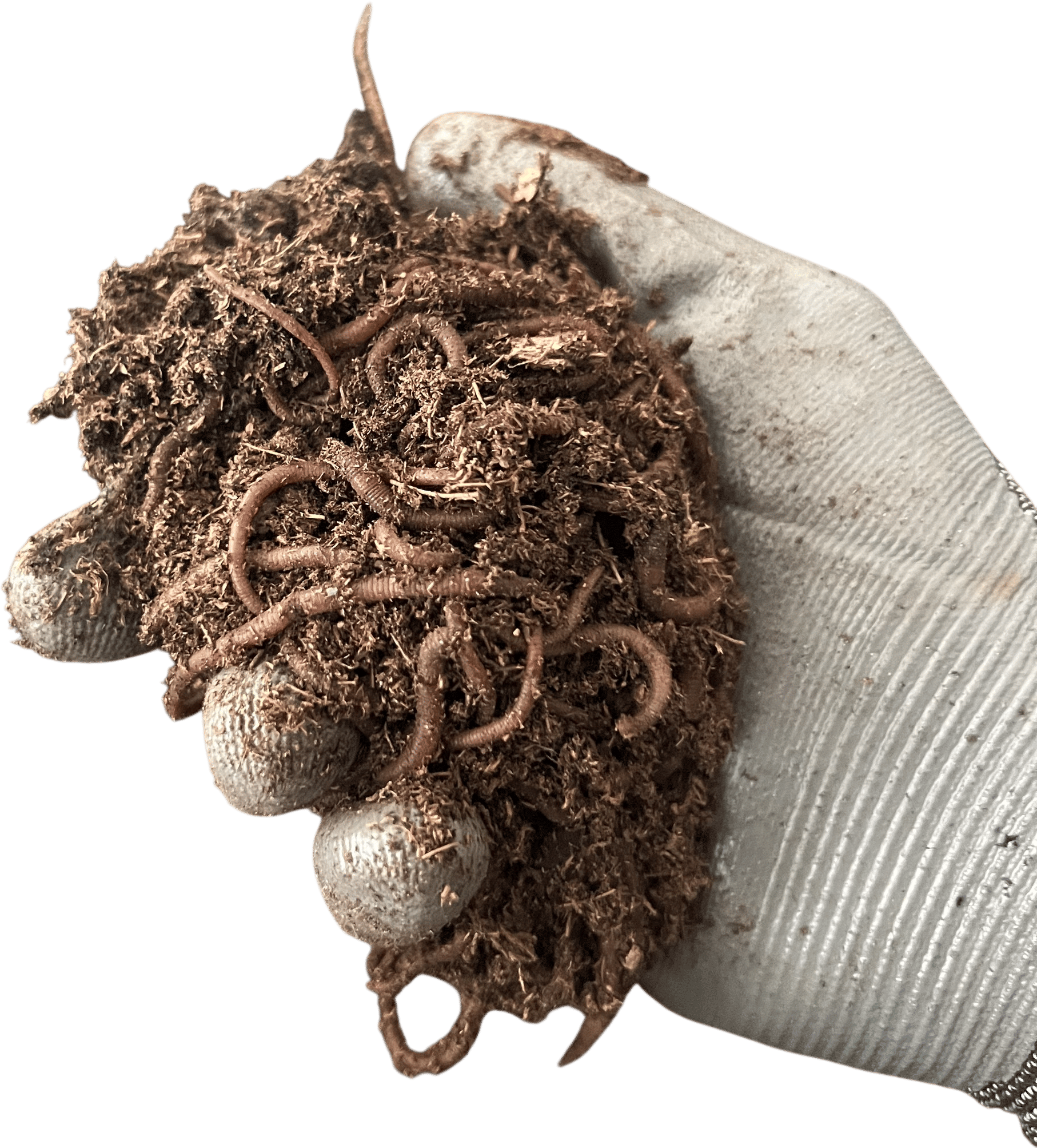 keeping a bin of compost worms