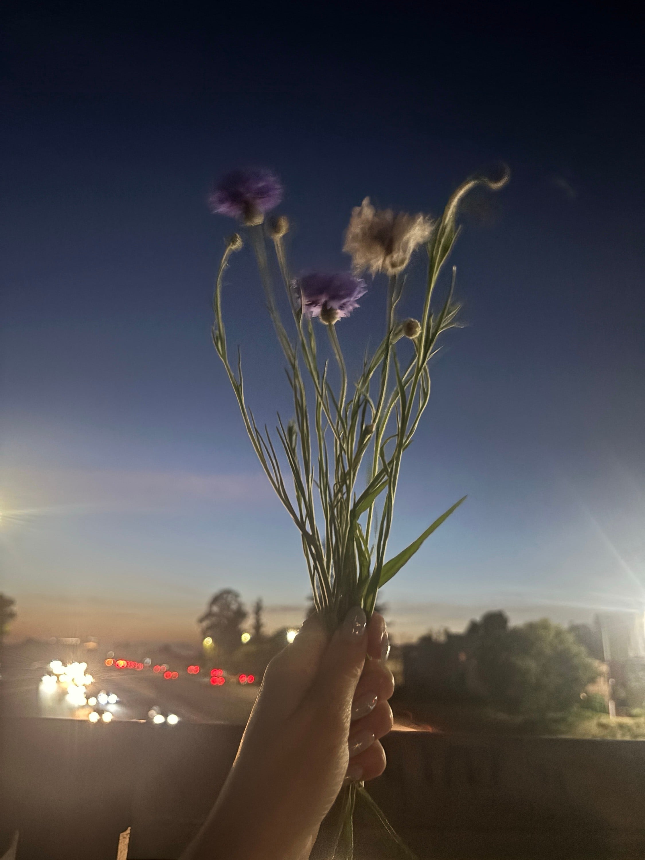 sunset/blue hour/night walk