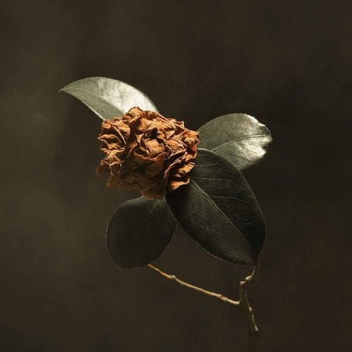 Young Sick Camellia - St. Paul and the Broken Bones