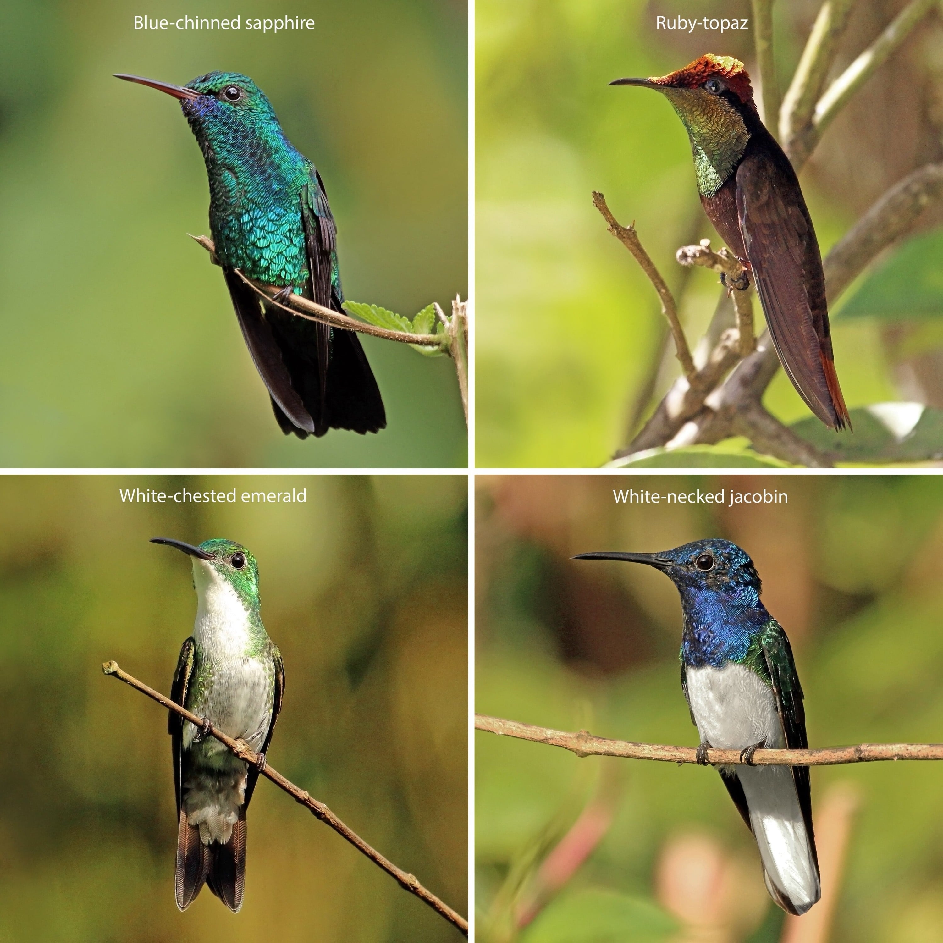 Hummingbirds!