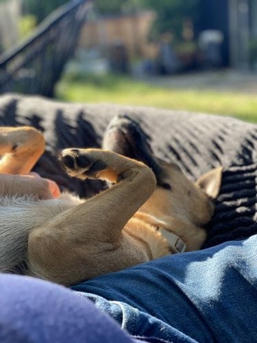 giving pups scratchies in the sunshine