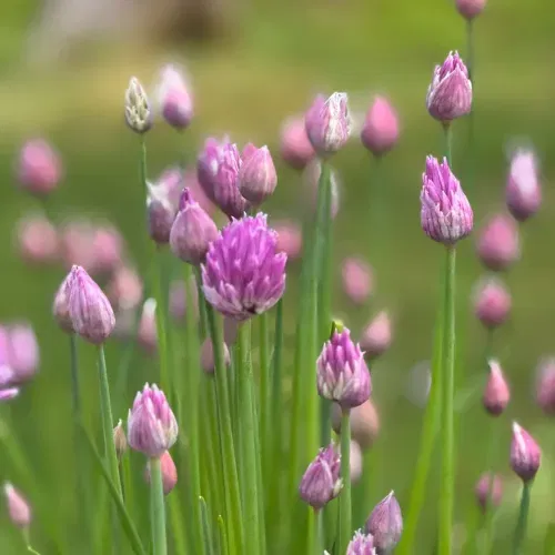 Chives for Pest Control and a Delicious Garnish