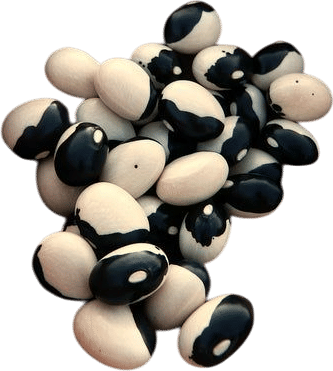 Calypso Bush Dry Bean Seeds
