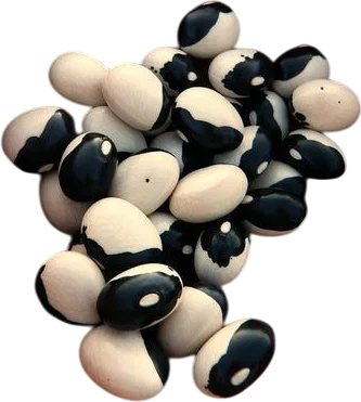 Calypso Bush Dry Bean Seeds