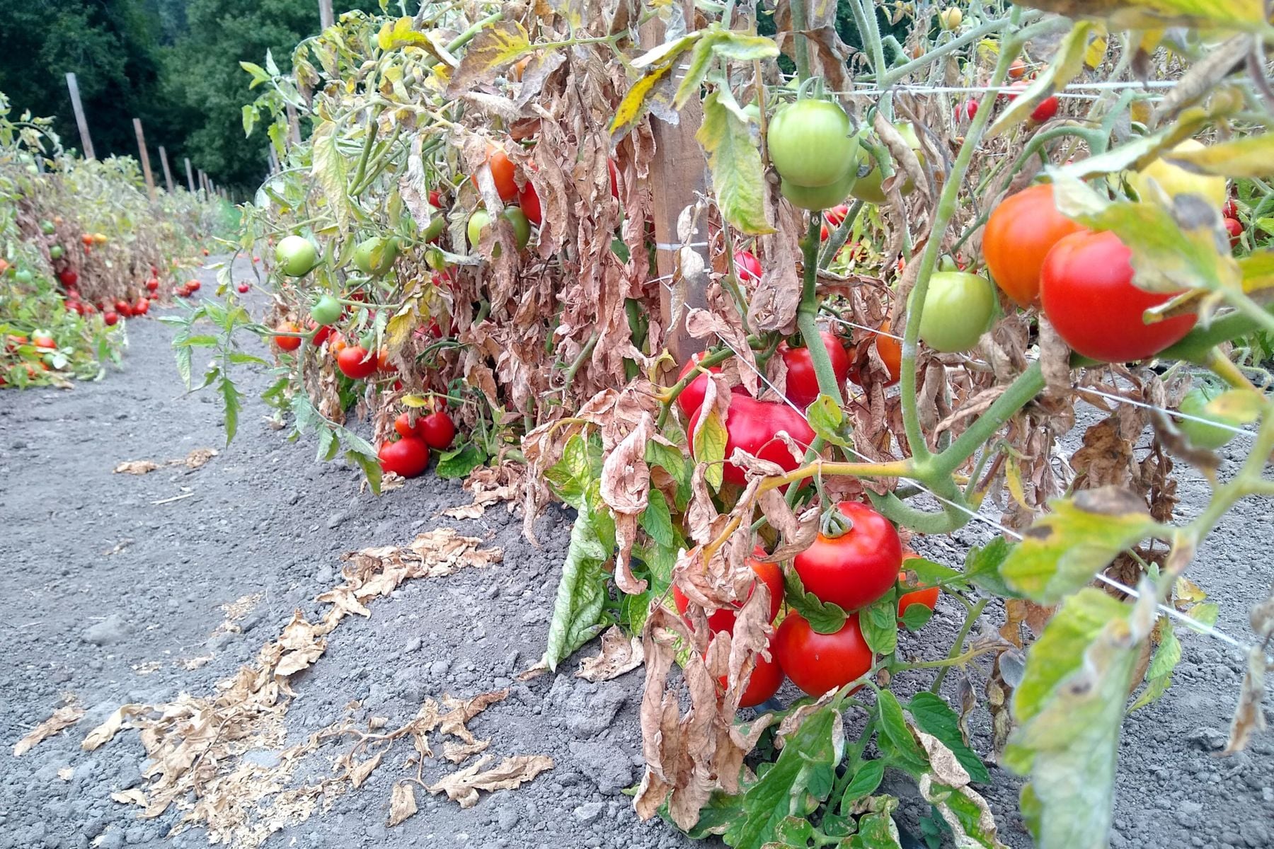 Dry farm tomatoes
