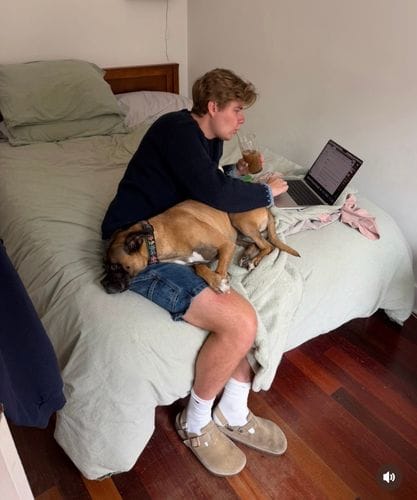 using dog as desk