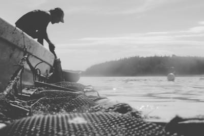 Deer Isle Oysters