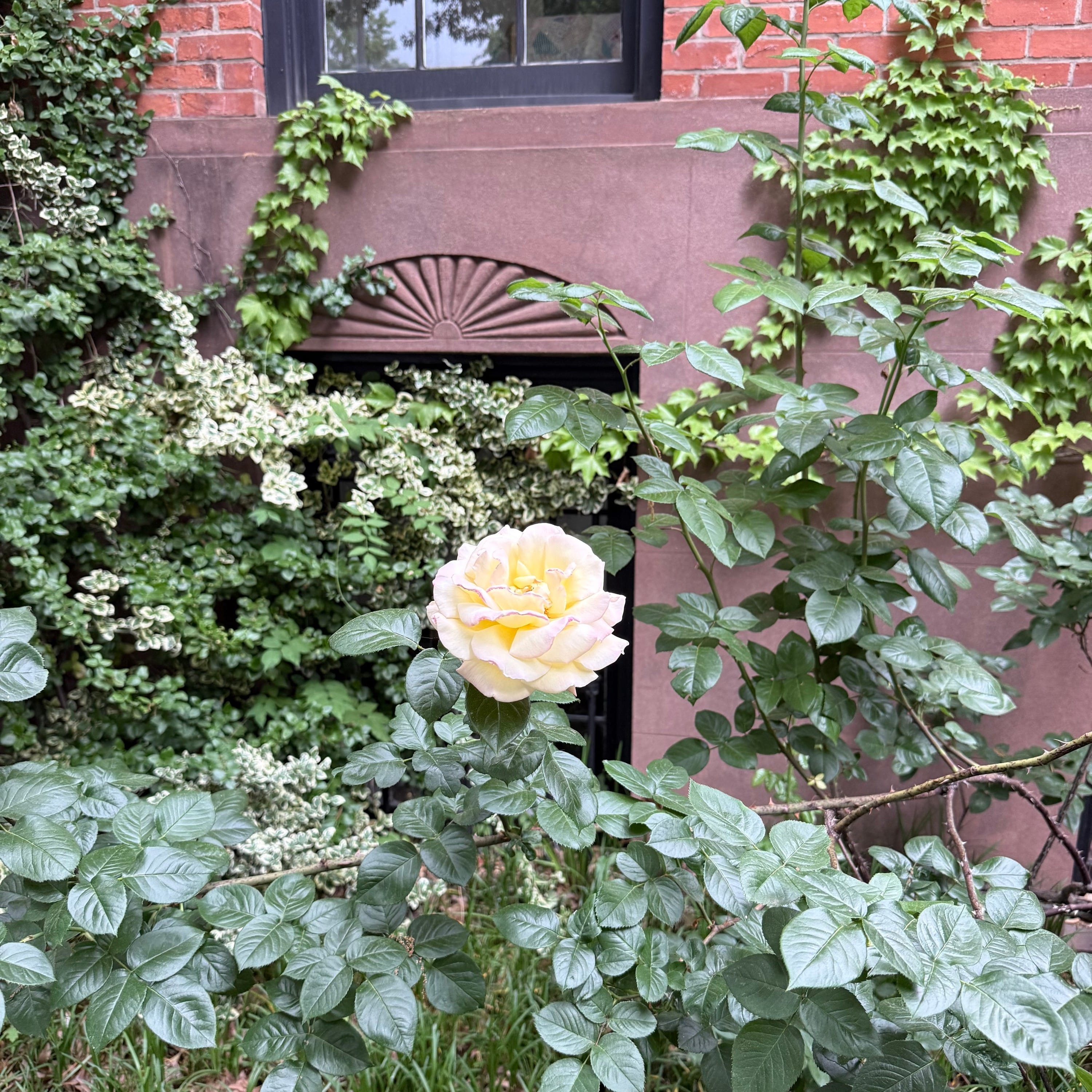 peace rose