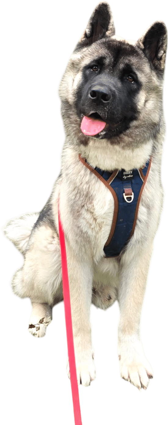 Kumo, our 10 mo old Akita