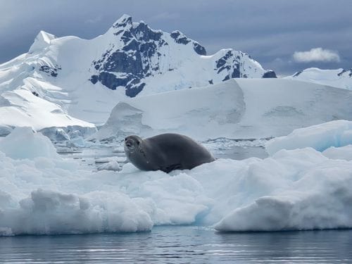 Polar Latitudes Expeditions