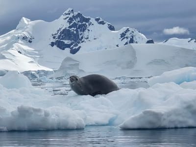Polar Latitudes Expeditions