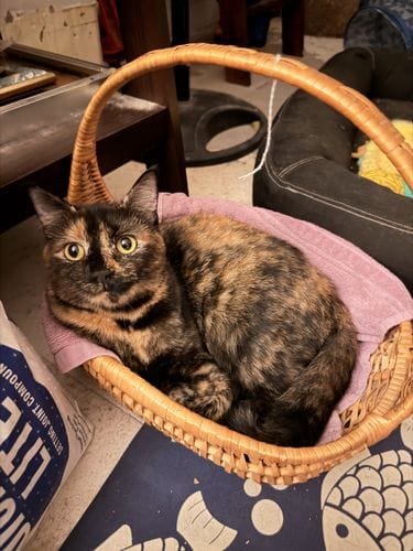 cat basket… catsket