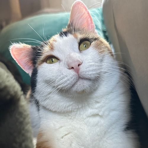 Hanna