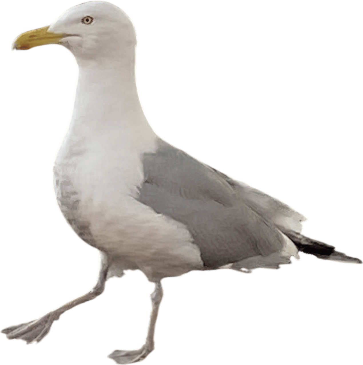 Herring gull