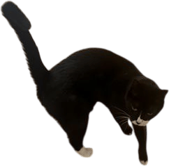 Miss chiffon