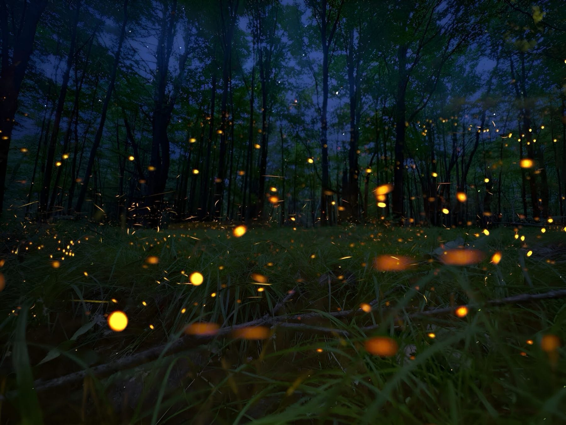 Fireflies
