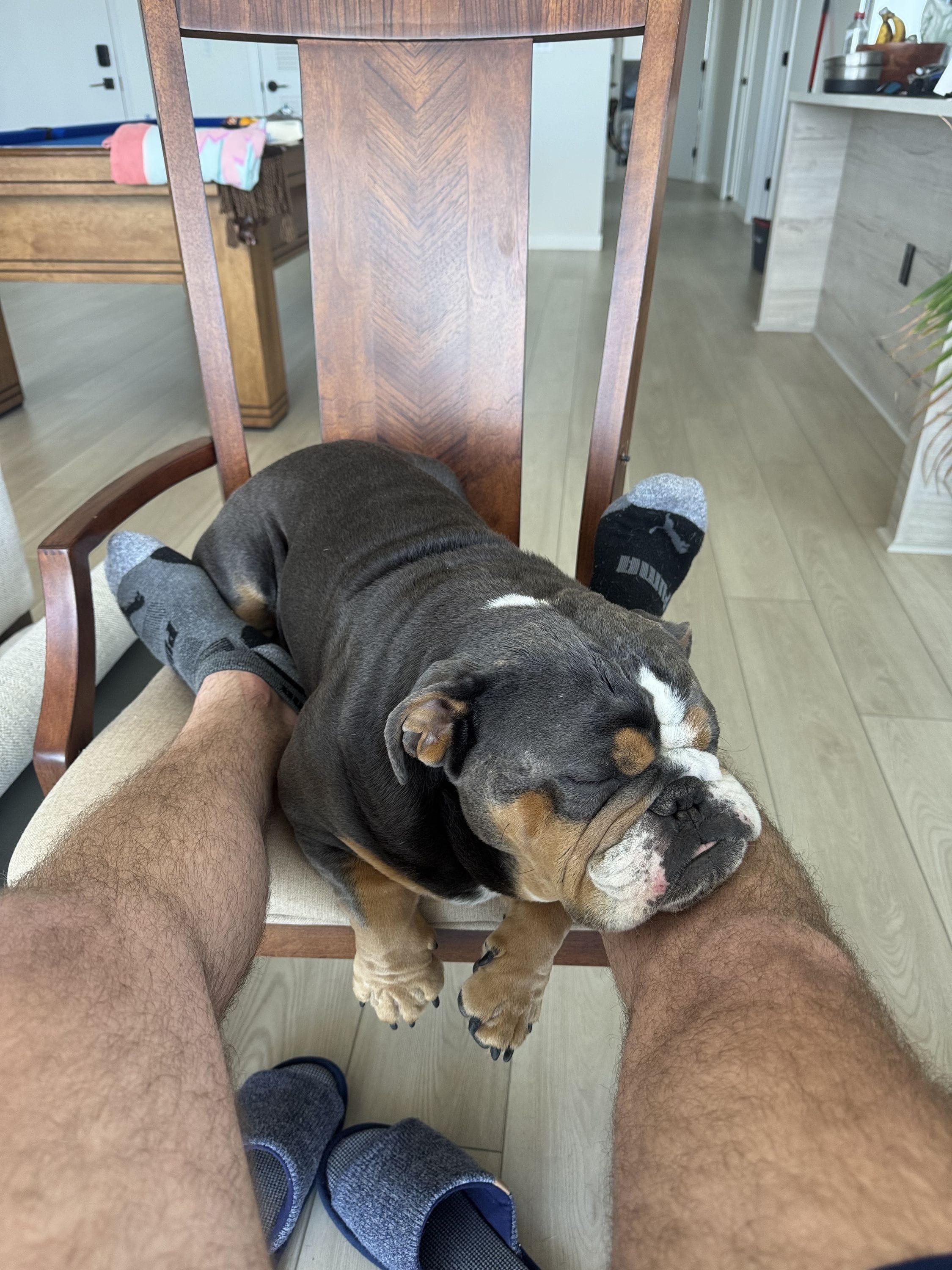 English Bulldog