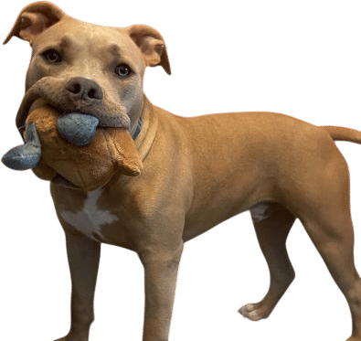 a truly stupid dog