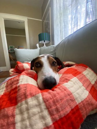 taking .5 pics of your dog