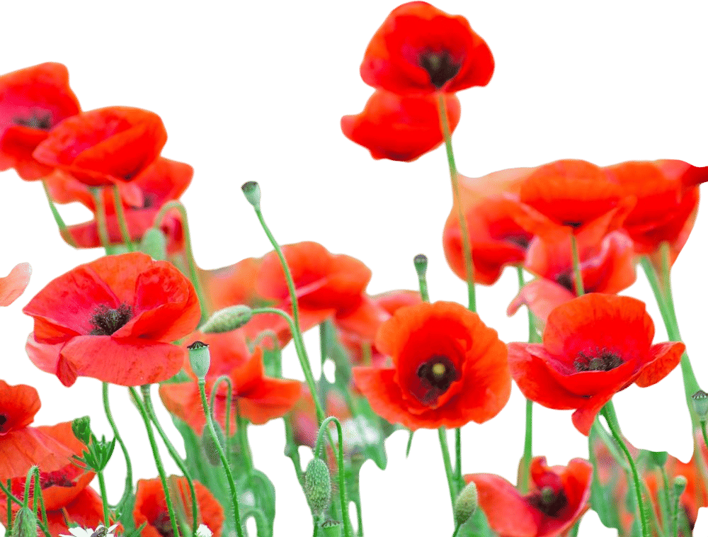 Poppy Seeds