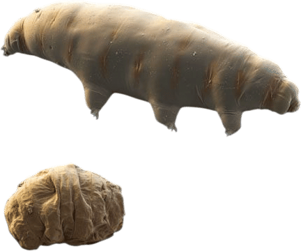 Tardigrades