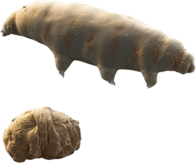 Tardigrade