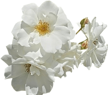 White Garden Rose