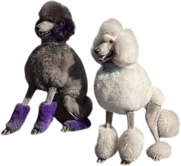 Poodle Day Carmel