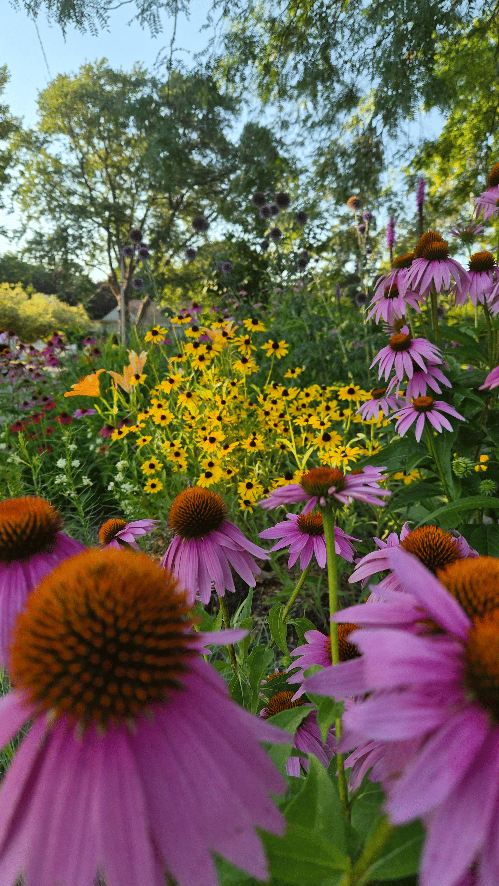 golden hour walk checking out the neighborhood flowers