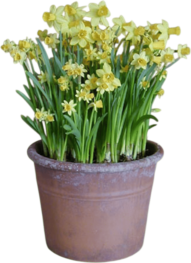 forced indoor bulbs