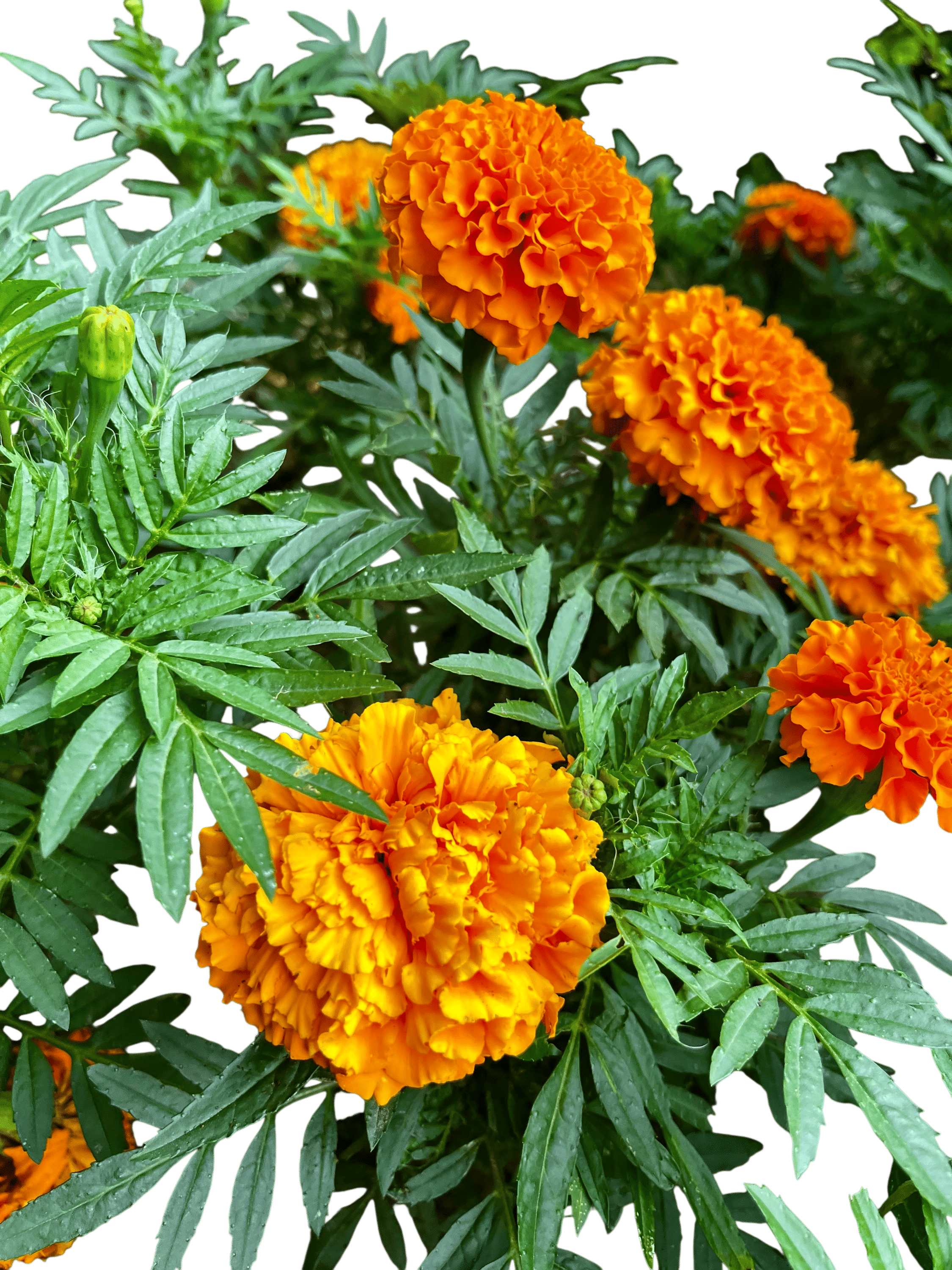 Gardening.